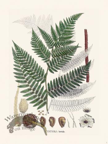 Ferns of Brazil 01